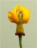  Flower with calyx and corolla removed